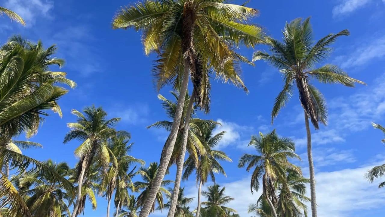 Saona Island: Beaches and Natural Pool Cruise with Lunch