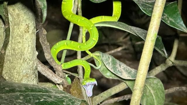 Monteverde: Cloud Forest Guided Walk