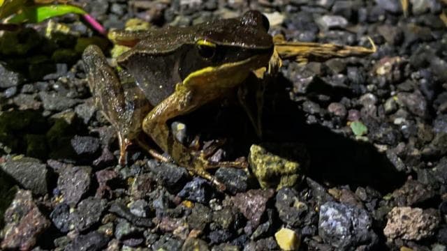Monteverde: Coffee and Chocolate Tour with Night Hike