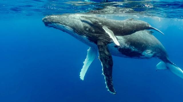 Uvita: Marino Ballena National Park Whale/Dolphin Watching