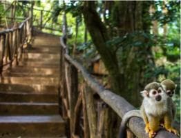 Monkey jungle tour + Transportation from cruise/hotel