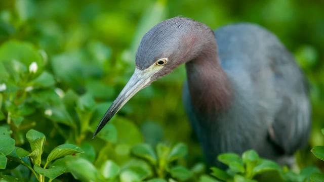 Tortuguero: Canoe Adventure Tour
