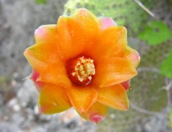 Santo Domingo: Natural Treasures of the City