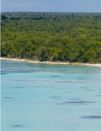 Saona Island Day Trip From Punta Cana with Lunch w/ Open Bar