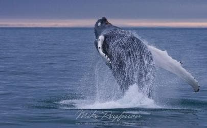 Miches: Half Day Whale Watching Catamaran Tour with Snacks