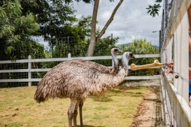 Punta Cana: Eco Park Safari Adventure