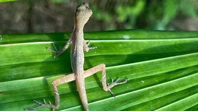 Puerto Limón: Tortuguero Canals Boat & Maratopia Garden Tour