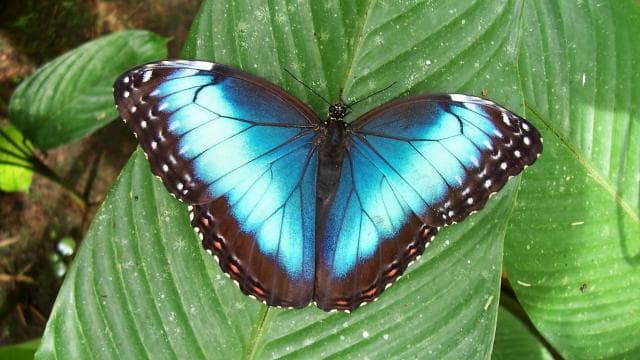 La Fortuna:Butterflies, birds, sloths and Trails Guided Tour