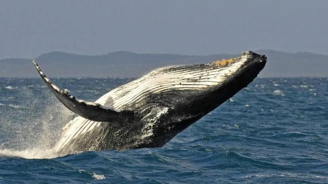 Uvita: Marino Ballena National Park Whale Watching Cruise