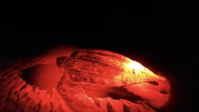 Tamarindo: Turtle Watching Night Tour with Expert Naturalist