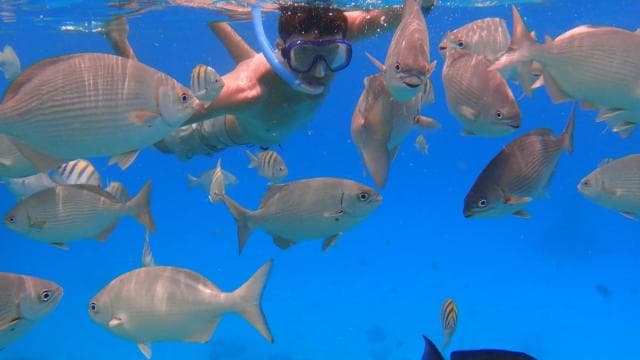 Epic Manzanillo Combo Tour: Snorkel, Dolphins & Farm Tour