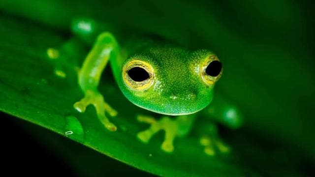 Manuel Antonio: Rainmaker Park Night Tour with Dinner
