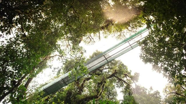 From Monteverde: Monteverde Suspension Bridge Guided Hike