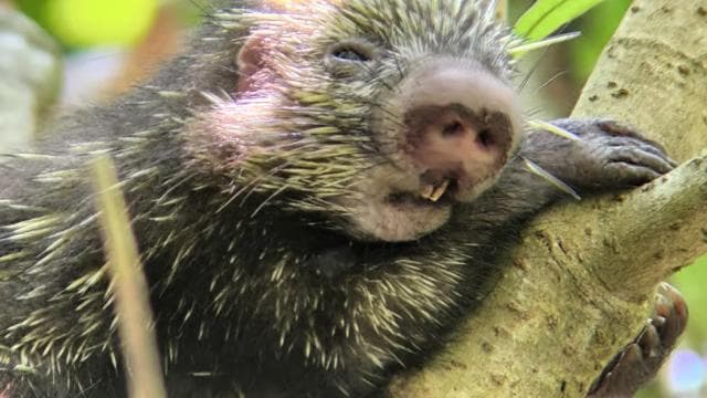 Manuel Antonio National Park Guided Hike