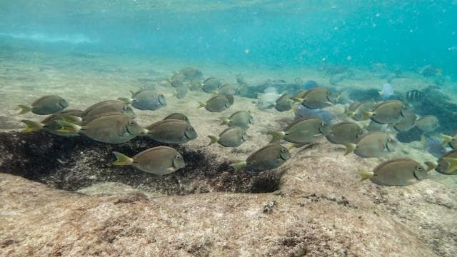 Fajardo: Snorkeling Boat Tour with Snacks and Drinks