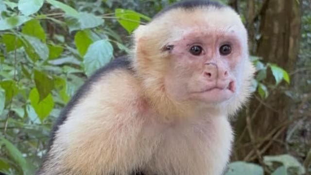 Manuel Antonio National Park Hike
