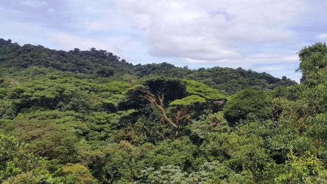 From San José: Monteverde Hanging Bridges Day Trip