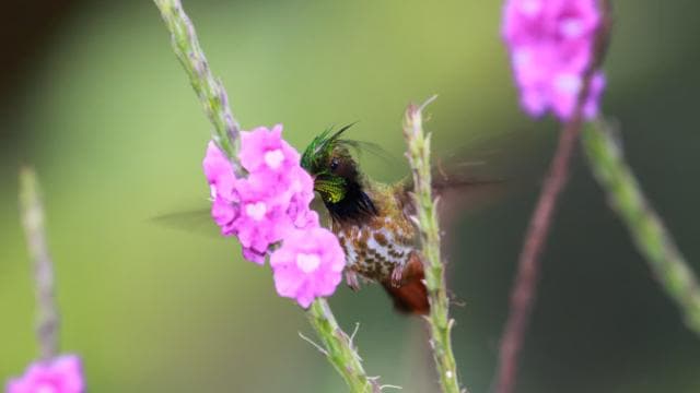 Arenal Forest: Bird Observation & Photography Tour