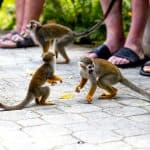 Punta Cana: Monkey Land Half-Day Safari and Plantation