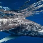 Samana: Whale Watching and Cayo Levantado Full Day Tour