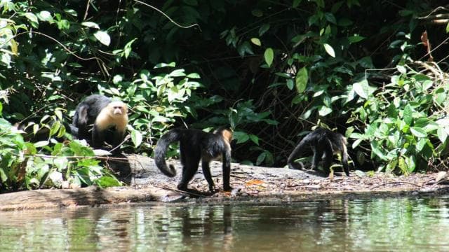 Tortuguero: Canoe Tour and Wildlife Spotting