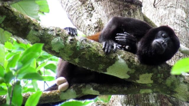 Uvita: Marino Ballena National Park Private Hike & Wildlife