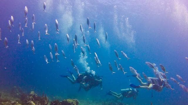 Catalina Island Scuba Diving Tour from Punta Cana