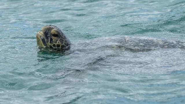 Marino Ballena National Park: Whale and Dolphin Watching