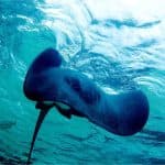Punta Cana: Pirate Boat Trip and Snorkeling Tour