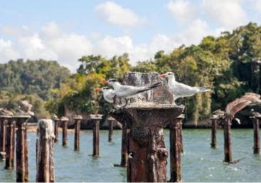From Punta Cana: Los Haitises Guided Day Tour