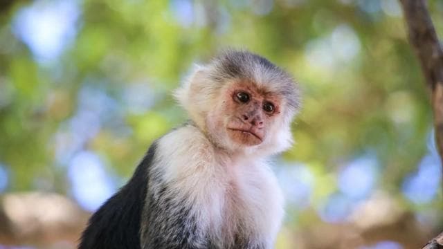 Quepos Costa Rica: Mangrove Monkey Tour