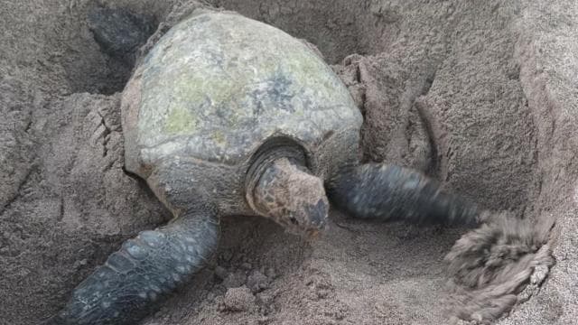 Turtle Nesting/Hatching on a secluded beach near Tamarindo
