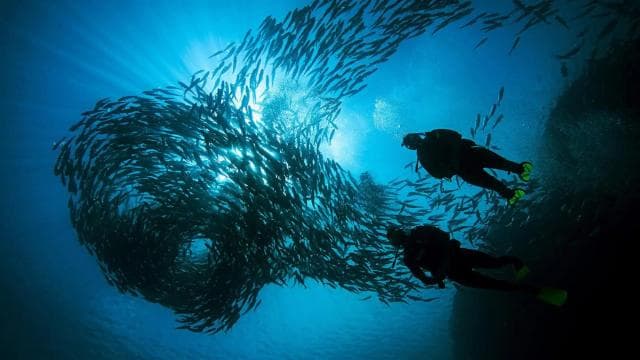 Flamingo & Tamarindo: Two Dives at Las Catalinas Islands