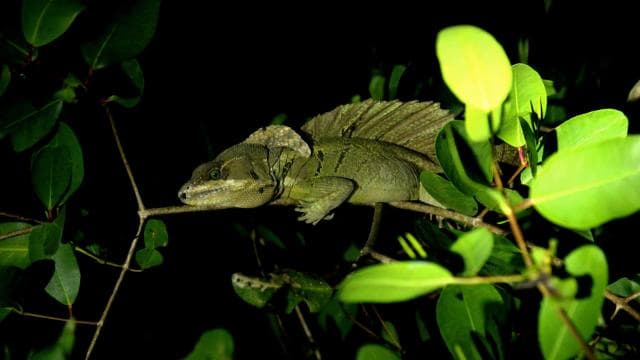 Manuel Antonio Mangrove Boat Night Tour
