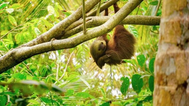 Tortuguero: Canoe tour package and night walk in the jungle.
