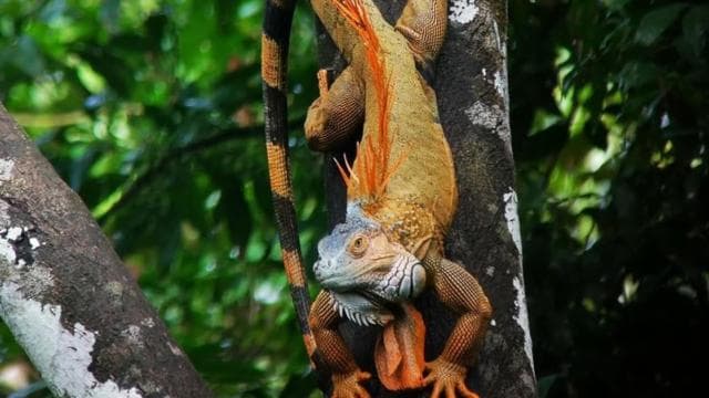 La Fortuna: Rainforest Nature Hike with Guide