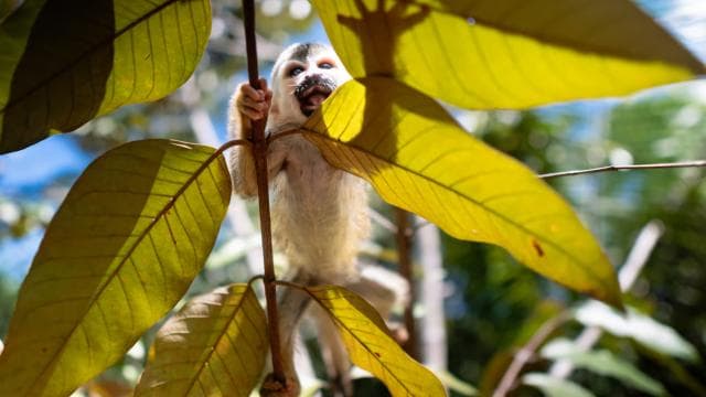 Manuel Antonio: Volunteer for a Day at a Wildlife Sanctuary