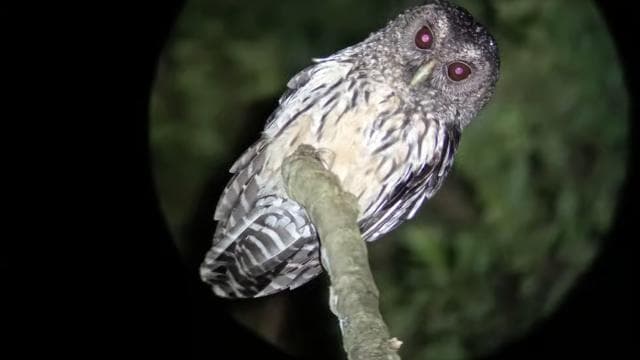 Monteverde: Night Walk through the Forest with a Guide