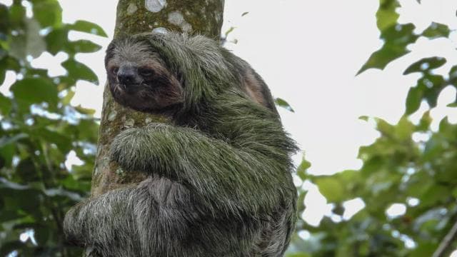 La Fortuna: Sloth Tour in Arenal Volcano Park & Local Snack