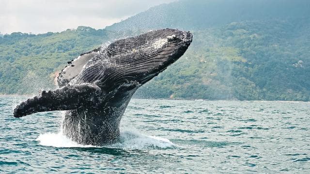 WHALE & DOLPHIN WATCHING IN UVITA COSTA RICA