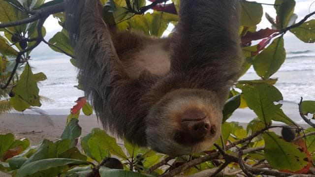 Uvita:Sloth Watching Trail-The best sloth tour in Costa Rica