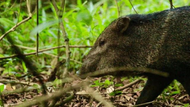 Corcovado National Park- Sirena/San Pedrillo Station - 1 Day
