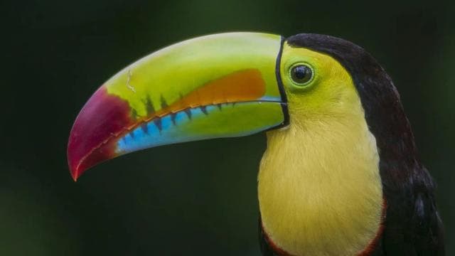 Rincón de la Vieja: Exclusive Eco Adventure 12-in-1 Day Pass