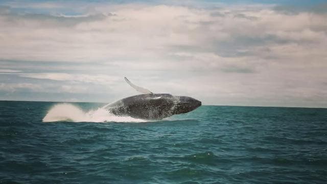 Uvita: Whale & Dolphin Watching Boat Trip w/ Drinks & Snacks