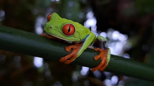 La Fortuna: Sloth & Wildlife Nature Walk