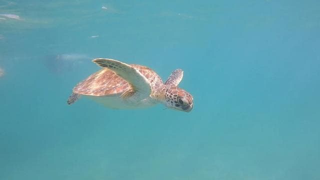 San Juan: Snorkeling with Turtles Adventure and Free Videos