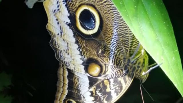 Manuel Antonio Night Jungle Tour