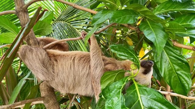 Cahuita: Guided Hike Through Cahuita National Park