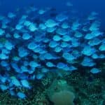 From Punta Cana: Private Catamaran Catalina Island Full-Day