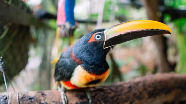 Manuel Antonio: KSTR Wildlife Sanctuary Guided Tour